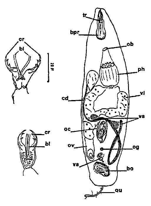 Cheliplanilla implicata