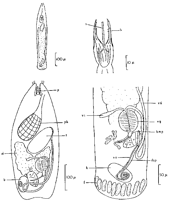 Cheliplanilla karlingi