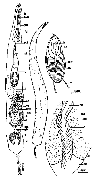 Cheliplanilla rubra