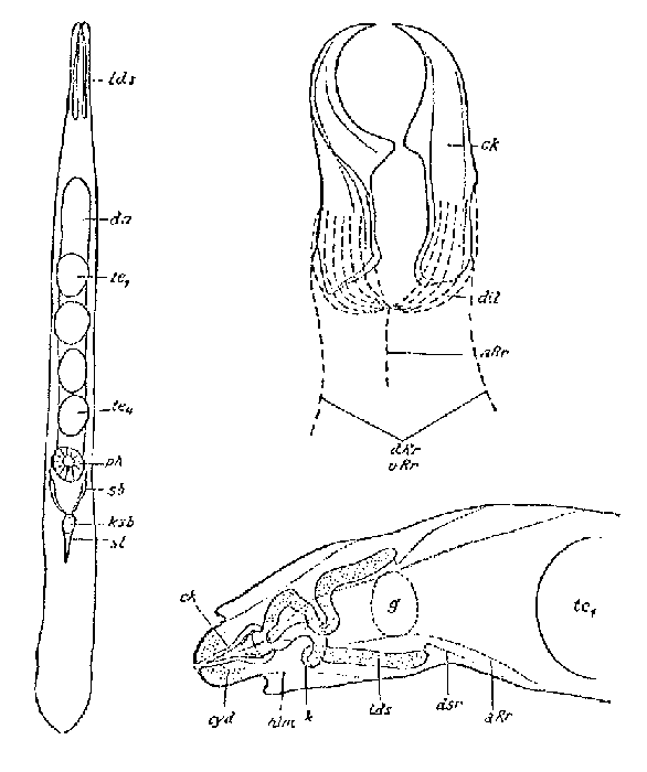 Diascorhynchus borealis