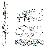 Diascorhynchus borealis