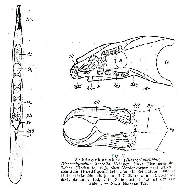 Diascorhynchus borealis