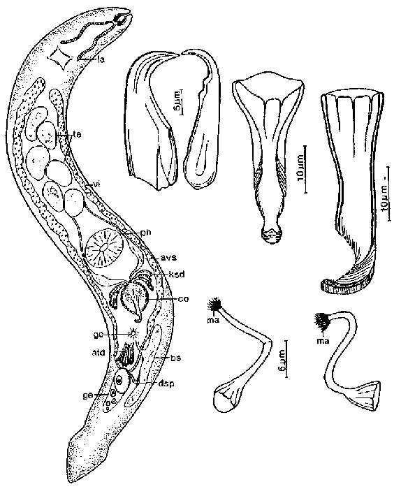 Diascorhynchus bucina