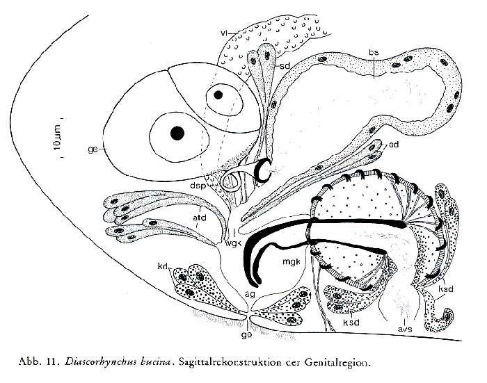 Diascorhynchus bucina