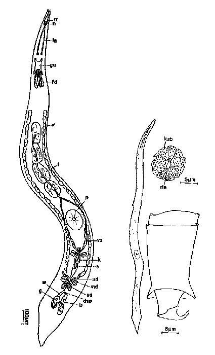 Diascorhynchus rubrus