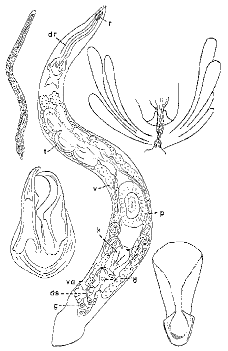 Diascorhynchus serpens