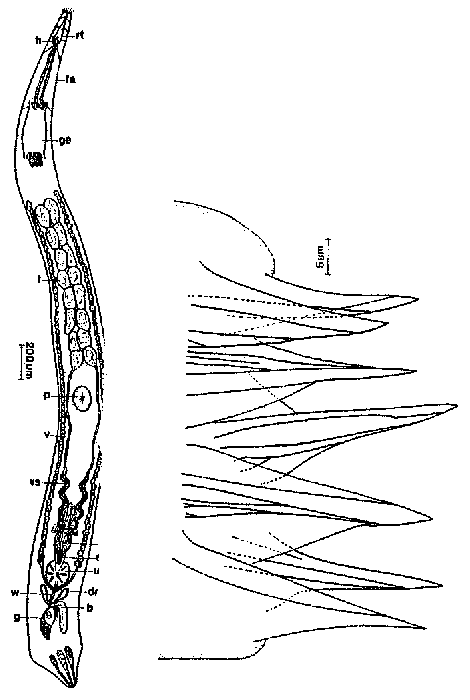 Diascorhynchides arenaria