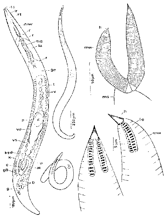 Nematorhynchus parvoacumine