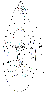 Acrorhynchides styliferus