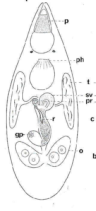 Acrorhynchides styliferus