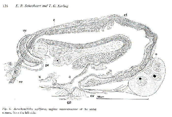 Acrorhynchides styliferus