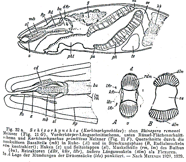 Cheliplana remanei