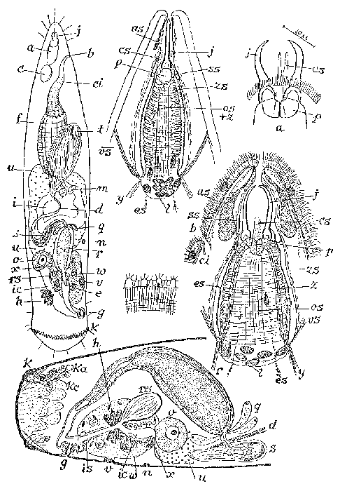 Cheliplana targa