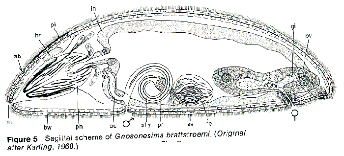 Gnosonesima brattstroemi