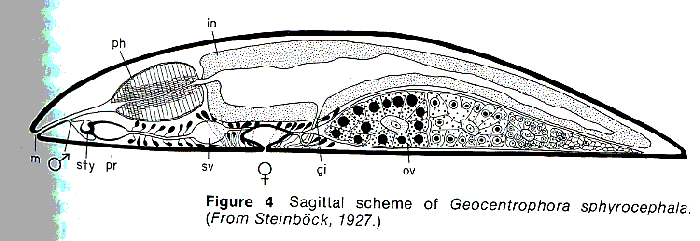 Geocentrophora sphyrocephala