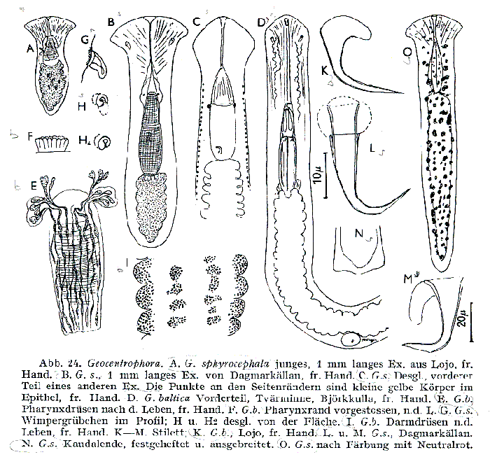 Geocentrophora sphyrocephala