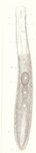 Prorhynchus stagnalis