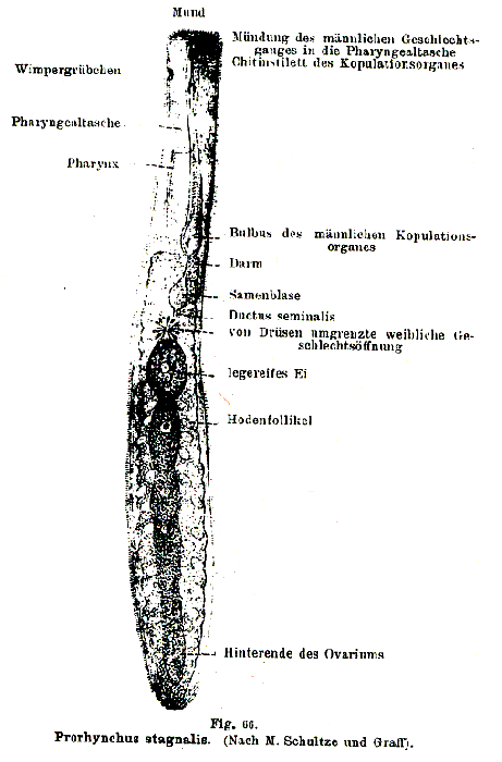 Prorhynchus stagnalis