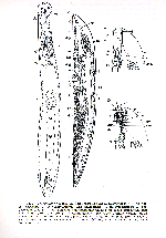 Prorhynchus stagnalis