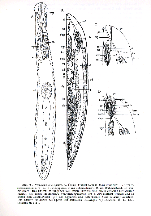 Prorhynchus stagnalis