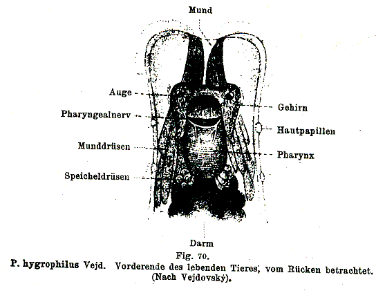 Prorhynchus hygrophilus