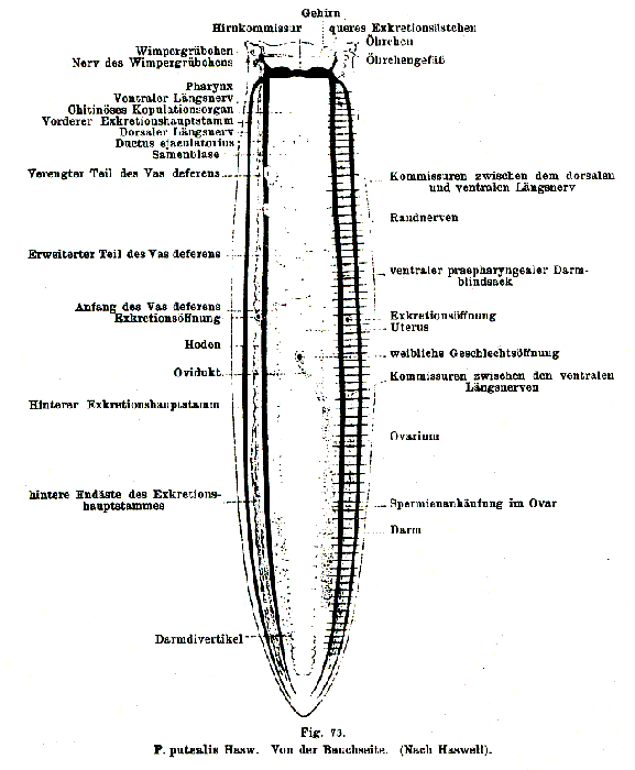 Prorhynchus putealis