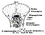 Prorhynchus sphyrocephalus