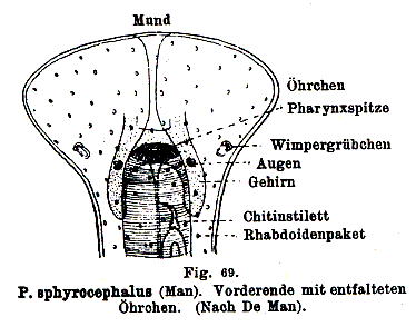 Prorhynchus sphyrocephalus