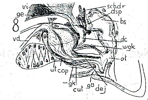 Provortex balticus