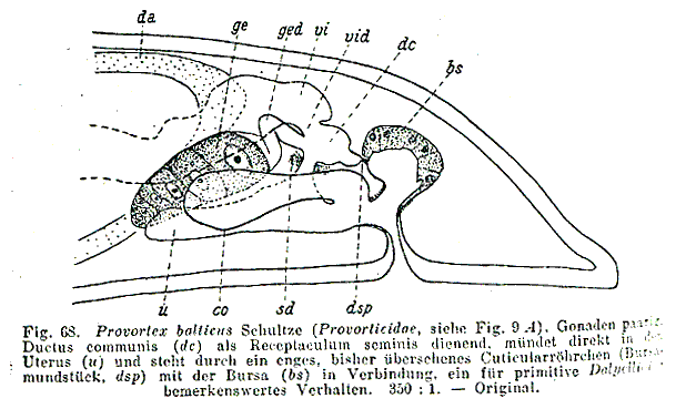 Provortex balticus