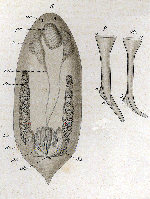 Provortex affinis