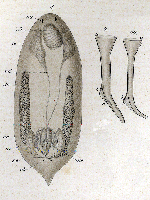 Provortex affinis