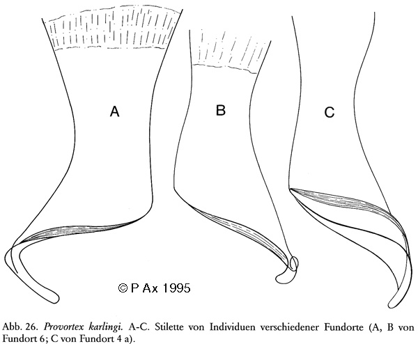 Provortex karlingi