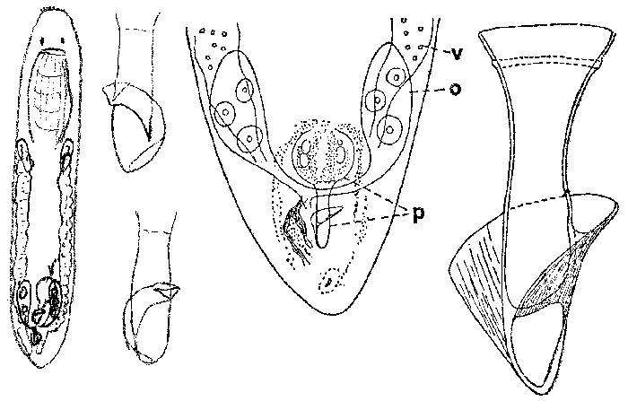 Provortex psammophilus