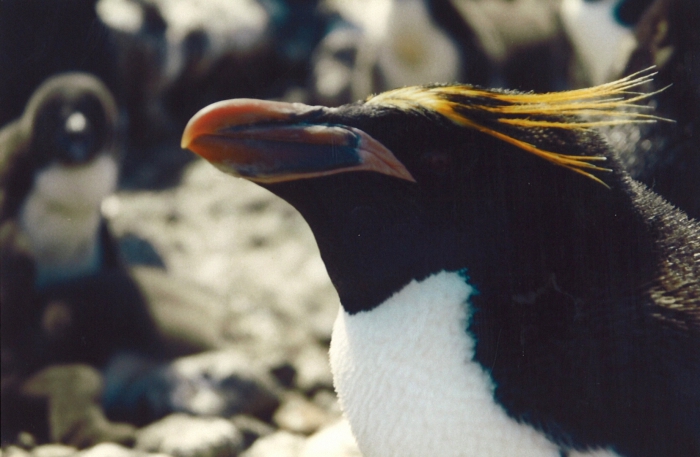 Macaroni penguin Macaroni penguin