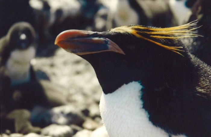 Macaroni penguin