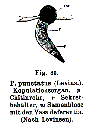 Provortex punctatus