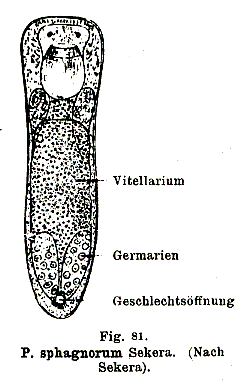 Provortex sphagnorum