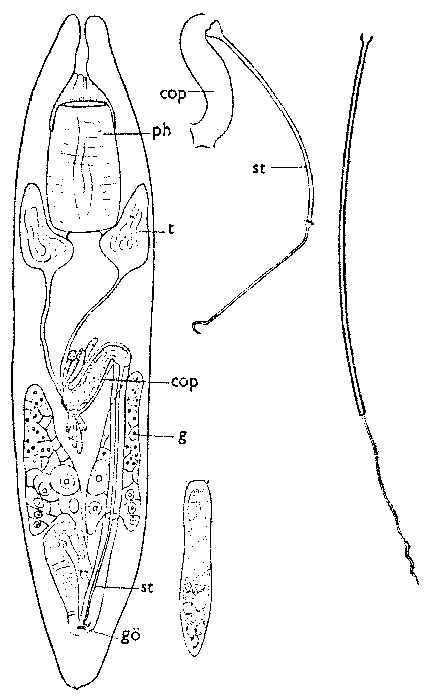 Vejdovskya pellucida