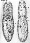 Platyhelminthes (flatworms)