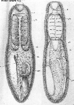 Vejdovskya pellucida