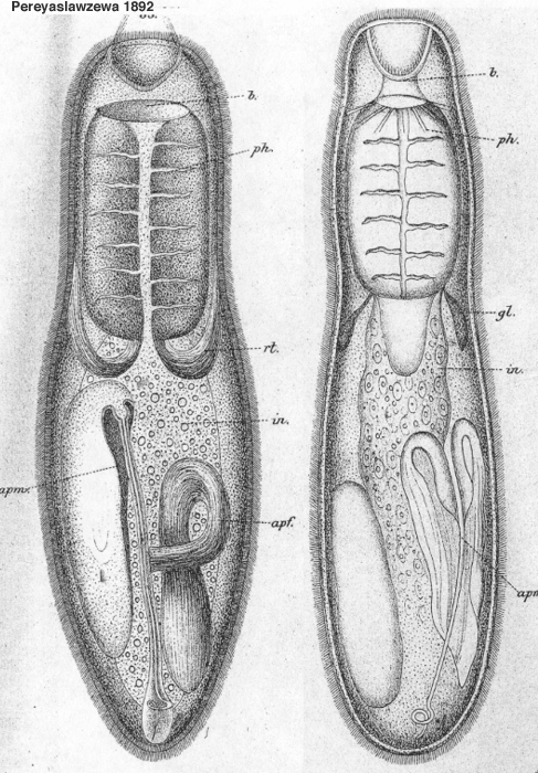 Vejdovskya pellucida