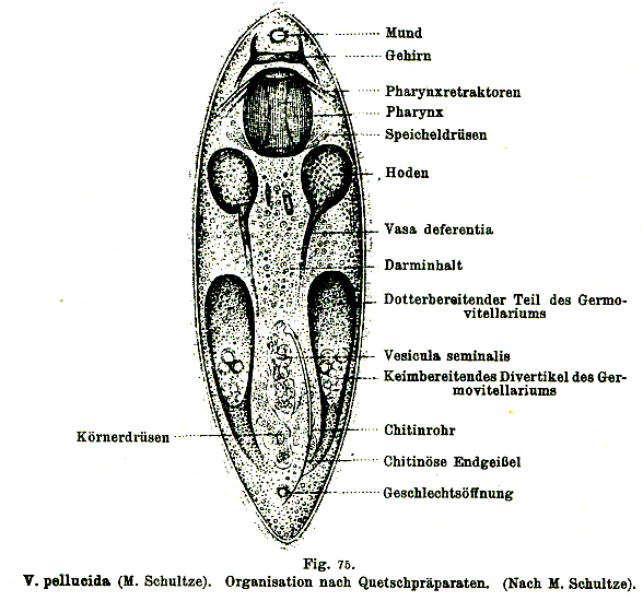 Vejdovskya pellucida