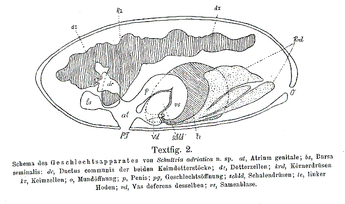 Vejdovskya adriatica