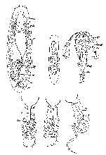 Vejdovskya halileimonia