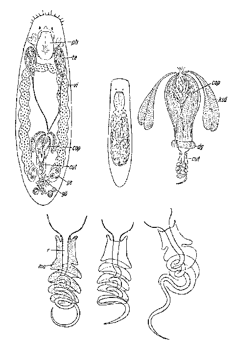 Vejdovskya halileimonia