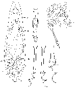 Vejdovskya mesostyla