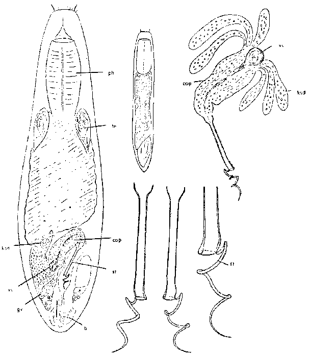 Vejdovskya mesostyla