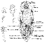 Vejdovskya murmanica