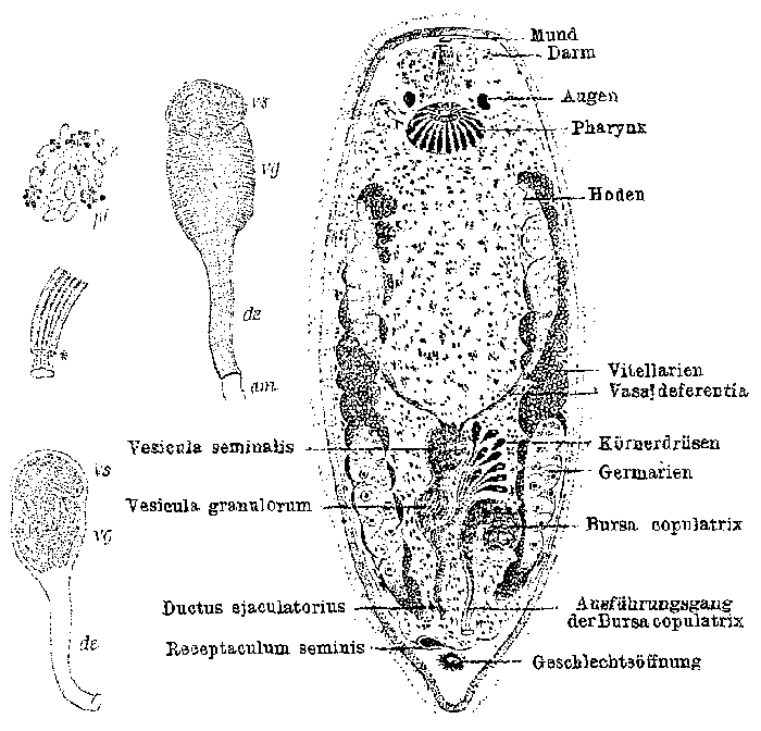 Vejdovskya murmanica